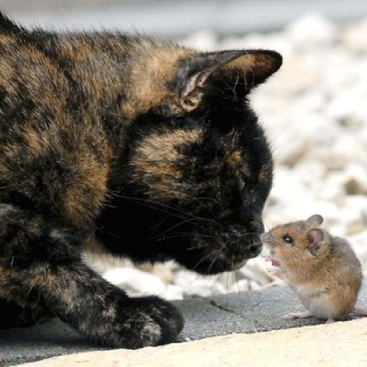 An Unusual Game Of Cat And Mouse Animals Become Unlikely Friends Photos Opposing Views