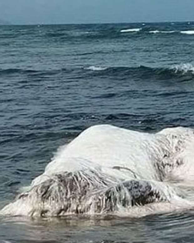 Strange Creature Washes Ashore In Texas (Photos) - Opposing Views