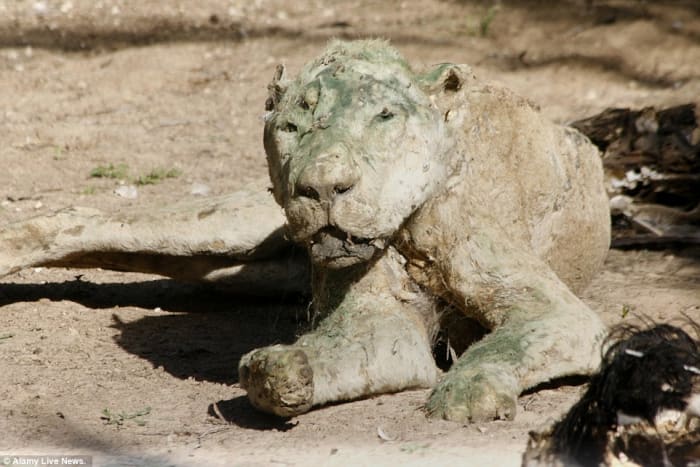 dozens-of-neglected-animals-die-of-starvation-at-zoo-in-gaza-photos