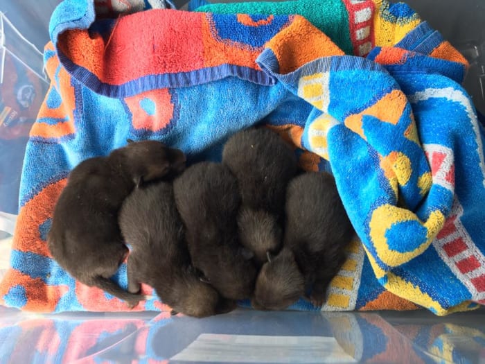 A group of fox cubs nestled in a blanket, Photo Credit: Craig Mcgettrick/Facebook