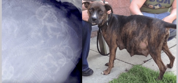 Couple Adopt Pregnant Pit Bull That Cant Give Birth When They See X