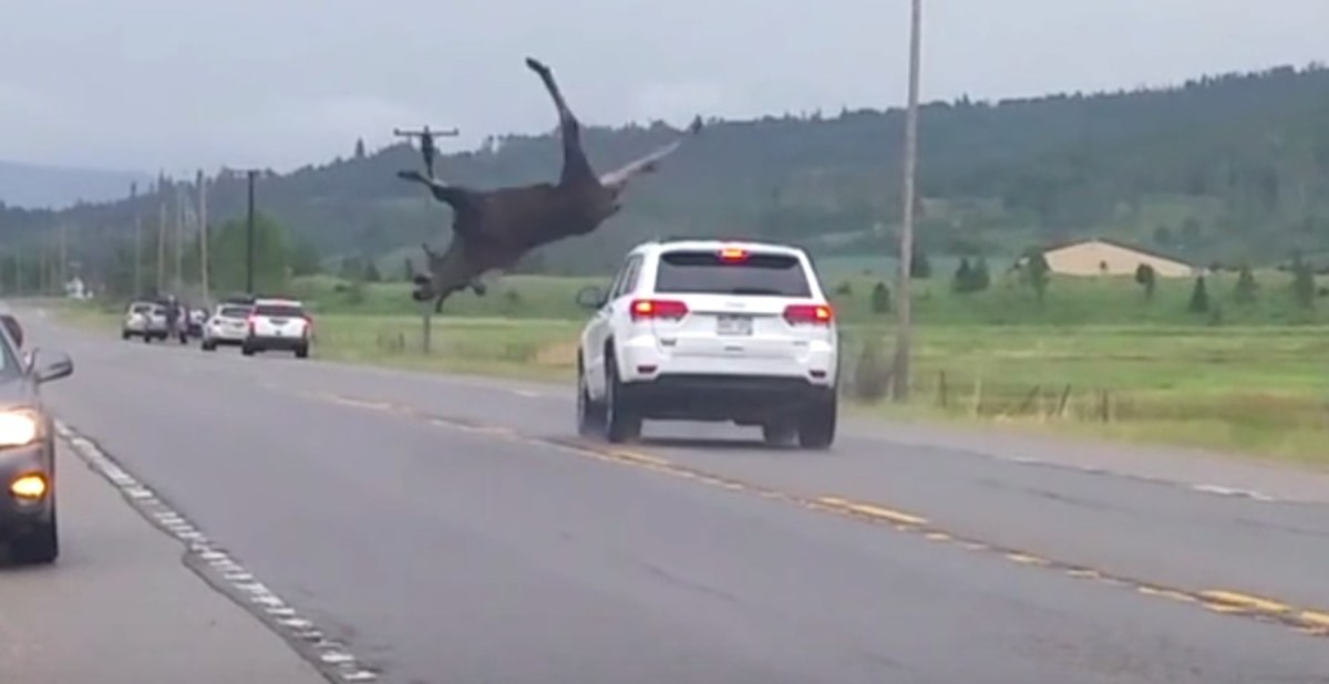 Moose Survives Wild Collision With SUV (Video) - Opposing Views