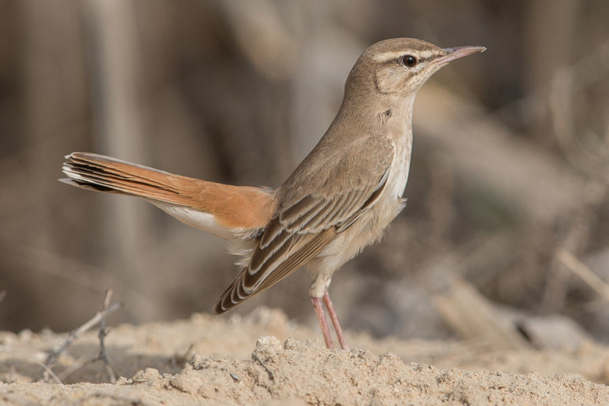 Injured Bird Gets Help From Unlikely Source (Video) - Opposing Views