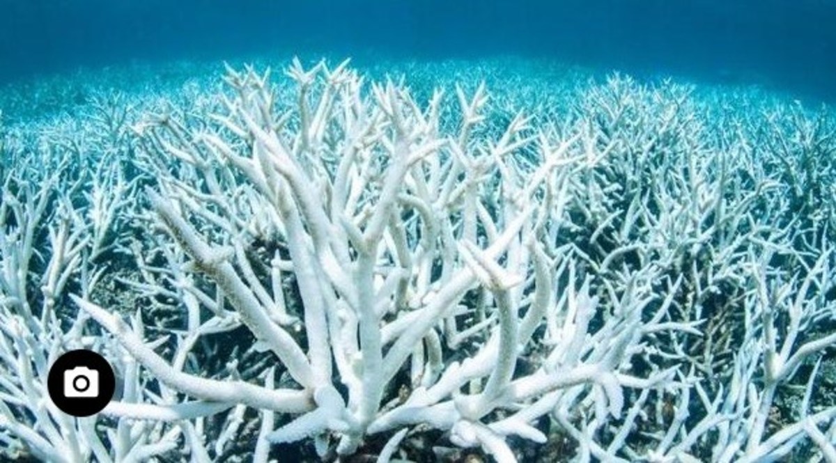 Threat Of Permanent Coral Reef Extinction Brings Change - Opposing Views