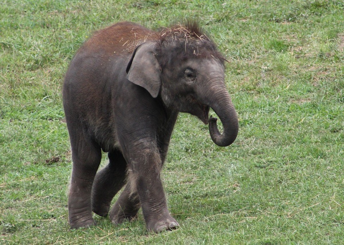 Baby Elephant Shocked To Find Woman Doesn't Have Trunk (Video ...