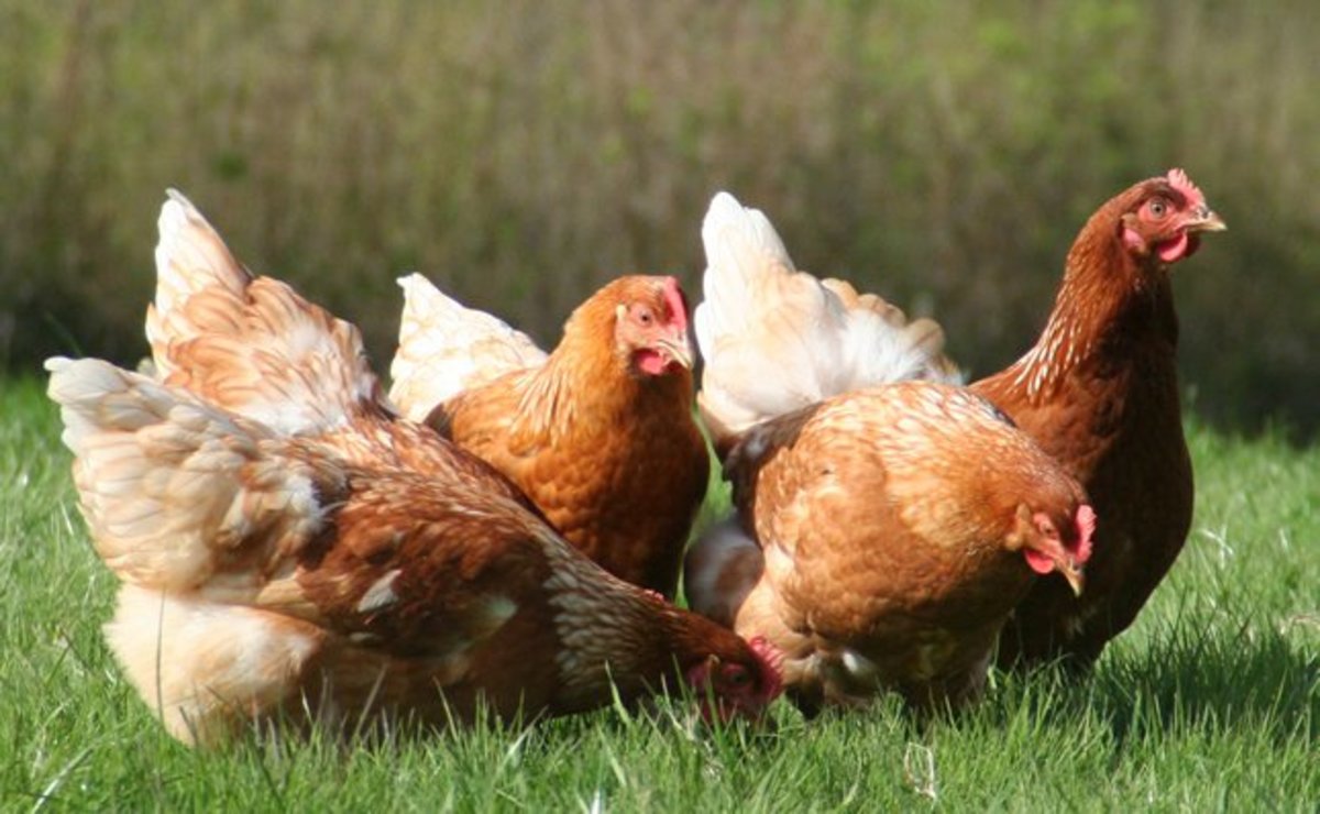 Genetically-Modified Hens Could Revive Extinct Species Of Birds ...