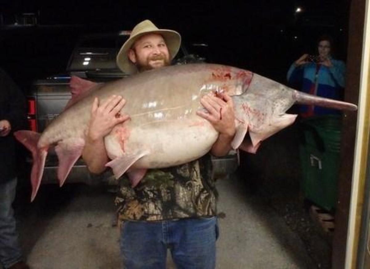 big-fishes-of-the-world-payara-hydrolycus-spp