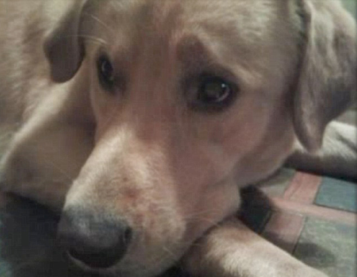 Golden Retriever Shot And Killed By Camden, Missouri, Police Officer ...