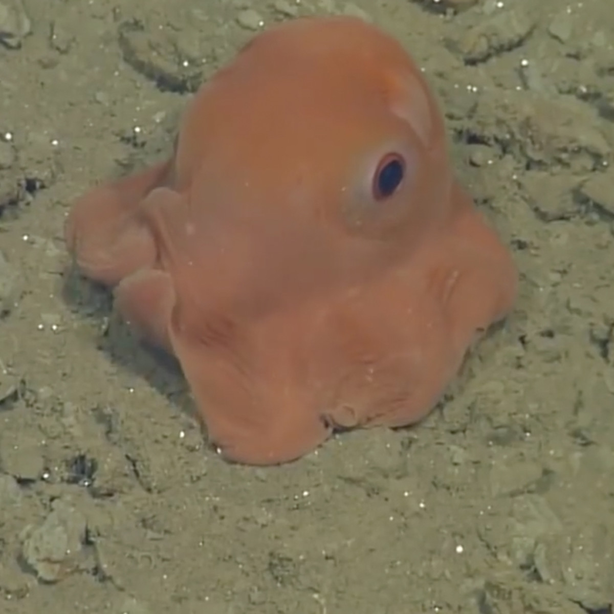 Newly Named Adorabilis Octopus - Opposing Views