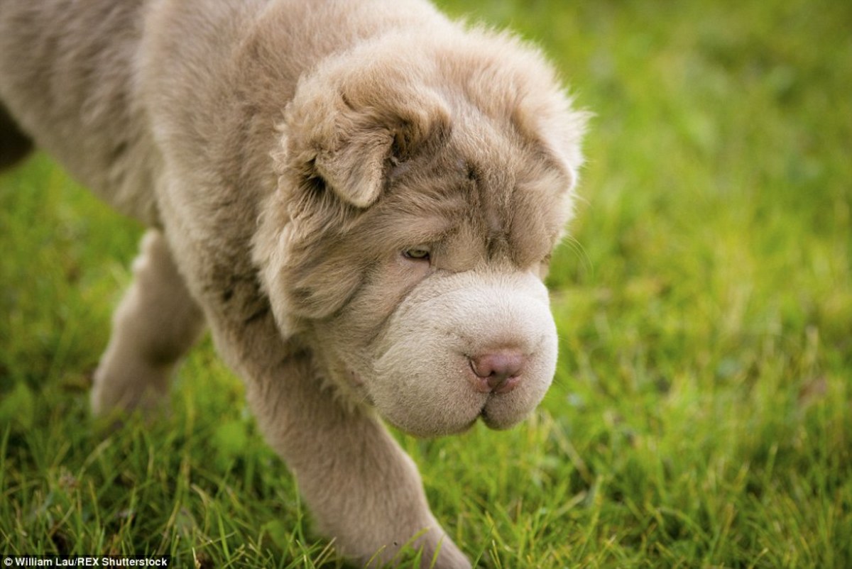 tonkey shar pei