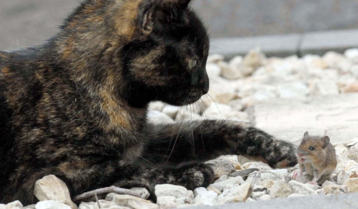 An Unusual Game Of Cat And Mouse Animals Become Unlikely Friends Photos Opposing Views