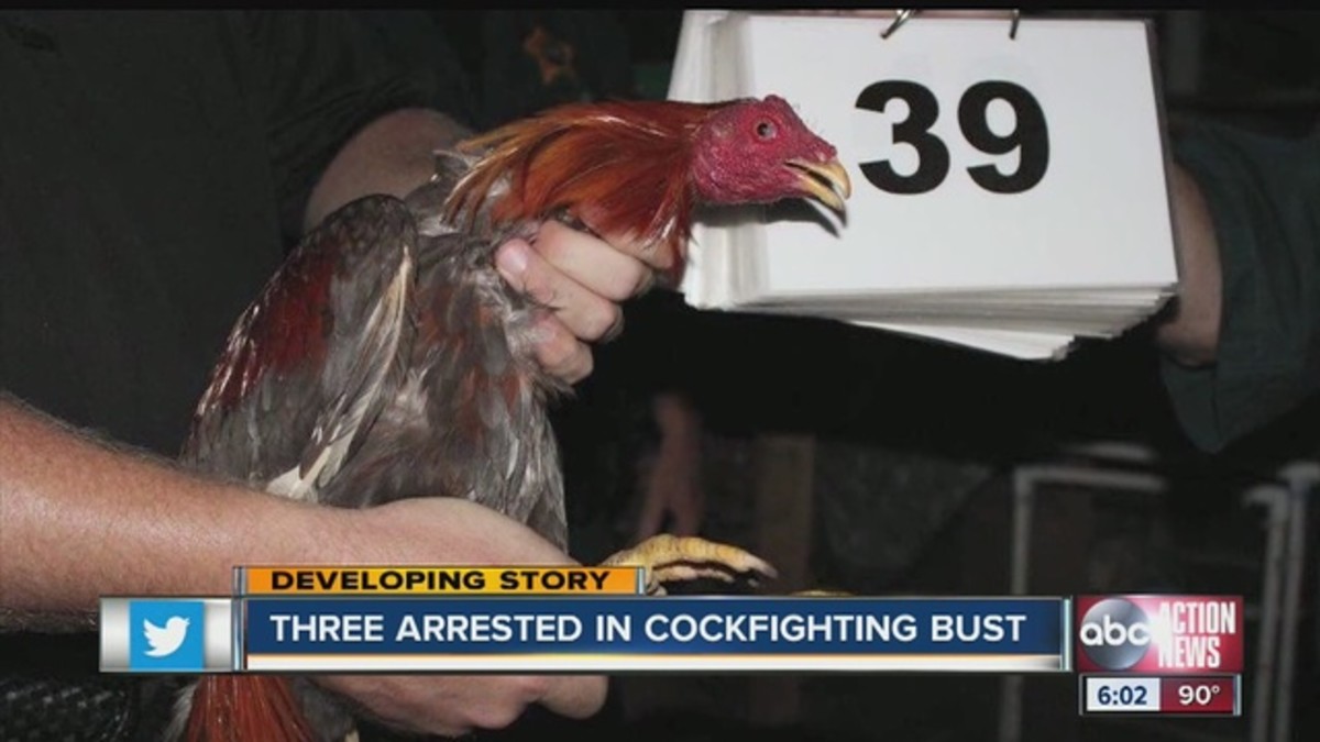 Florida Cockfighting Ring Busted Following Pizza Delivery Photos 0966