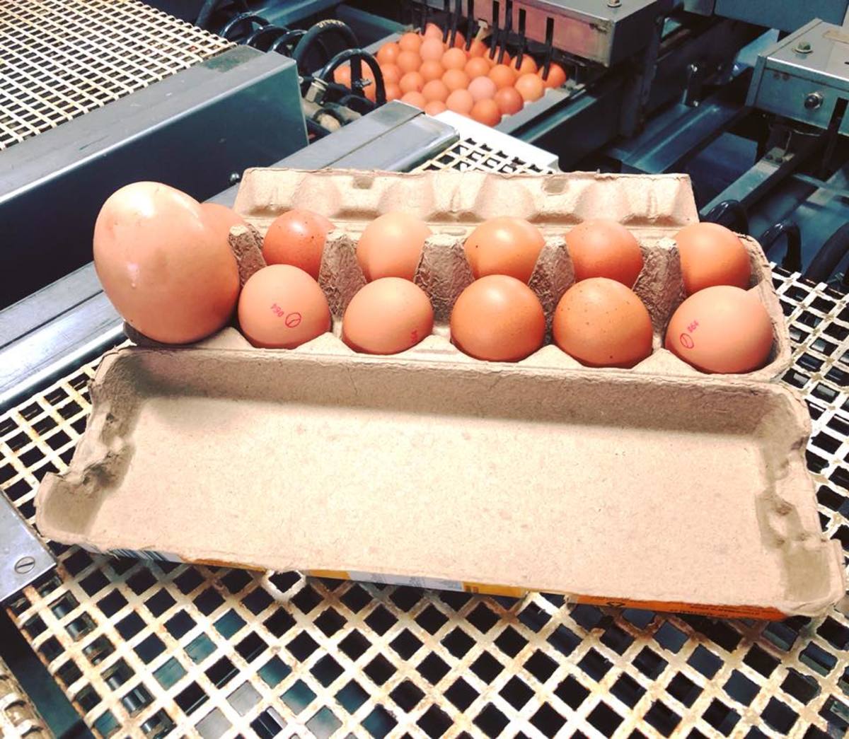 Photo Credit: Stockman's Eggs/Facebook