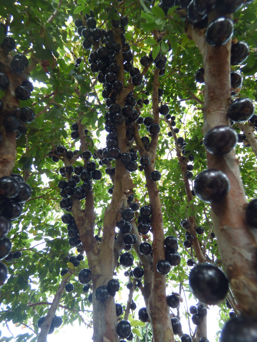 Closeup of the jabuticaba tree with visible grapes on its trunk, Photo Credit: Wikimedia