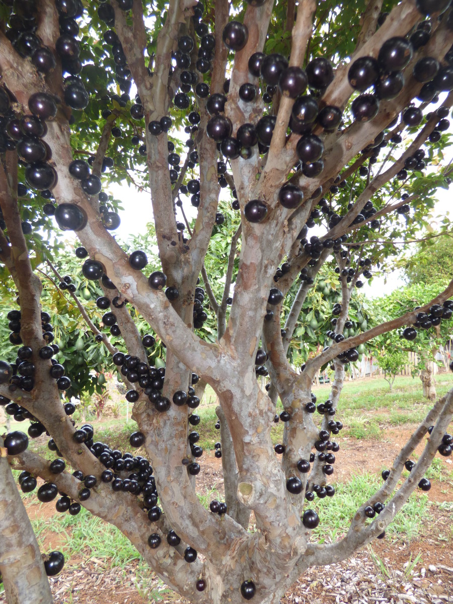 Closeup of the jabuticaba tree with visible grapes on its trunk, Photo Credit: Wikimedia