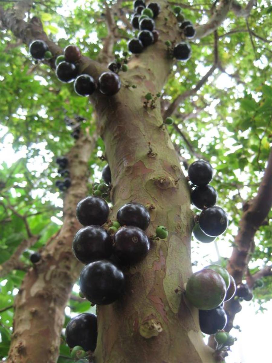 Closeup of the jabuticaba tree with visible grapes on its trunk, Photo Credit: Wikimedia