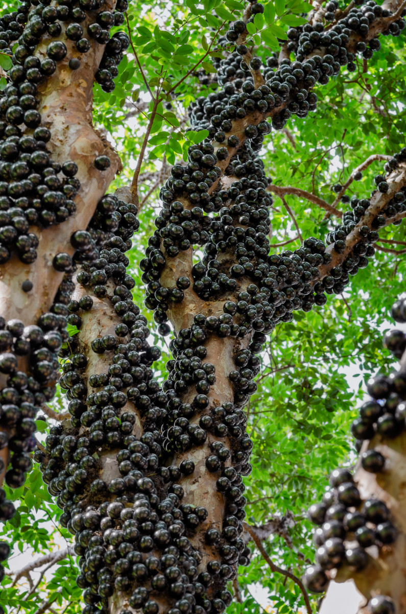 Closeup of the jabuticaba tree with visible grapes on its trunk, Photo Credit: Wikimedia