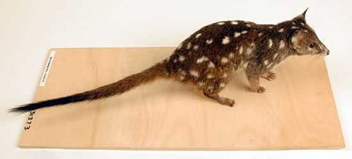 Closeup of a western quoll, Photo Credit: Wikimedia