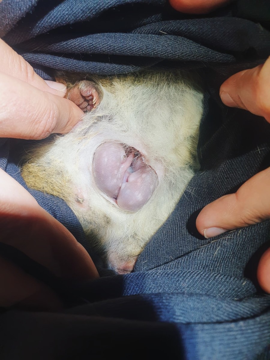 Newborn western quolls coming out of their mother's womb, Photo Credit: Australian Wildlife Conservancy/Facebook