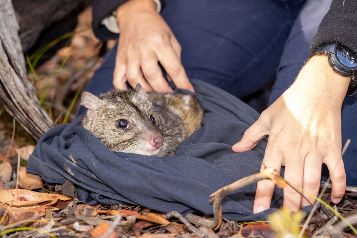 A western quoll wrapped up in a blanket out in the wild, Photo Credit: Australian Wildlife Conservancy/Facebook