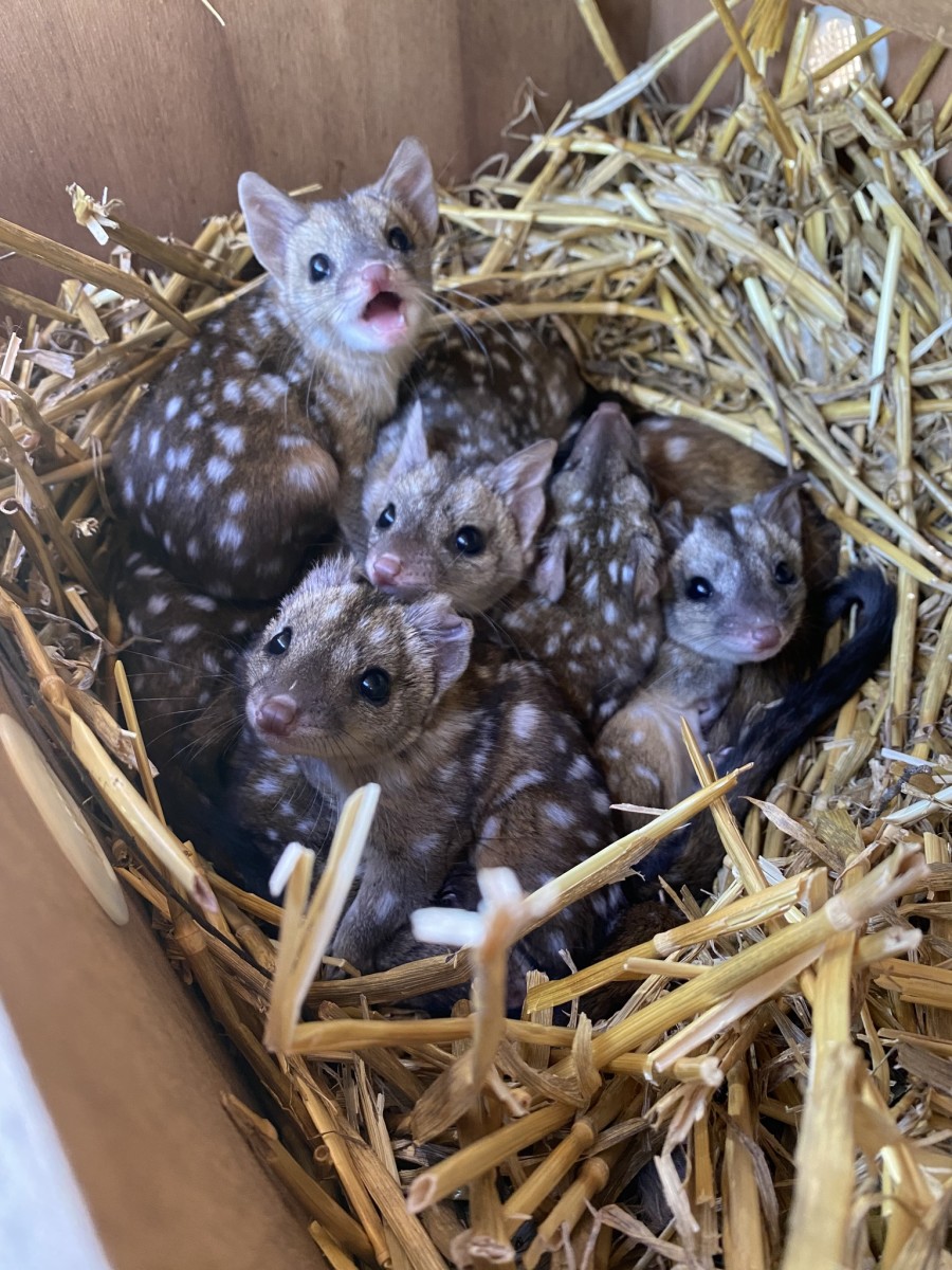 The baby western quolls huddled together in a box filled with straw bedding, Photo Credit: Australian Wildlife Conservancy/Facebook