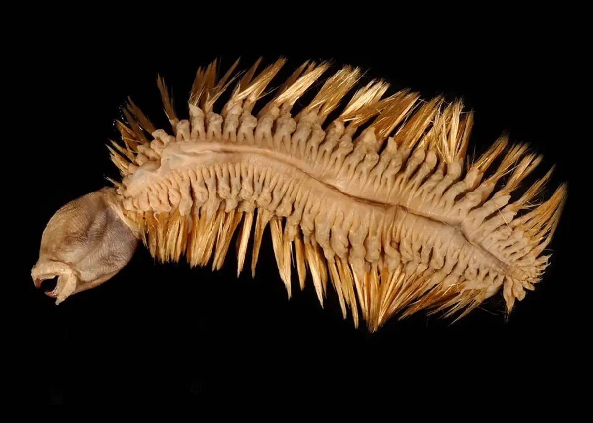 Antarctic scale worm behind a black backdrop, Photo Credit: Ben G Thomas/Youtube