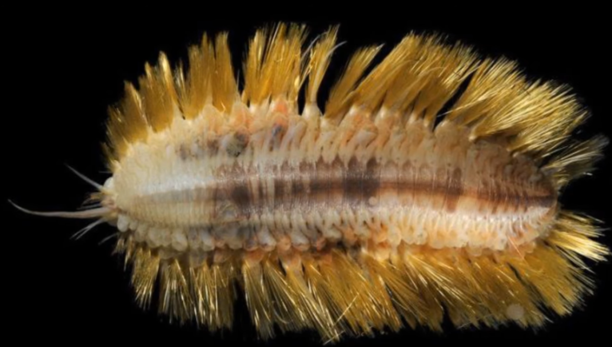 Closeup of the Antarctic scale worm, Photo Credit: Ben G Thomas/Youtube