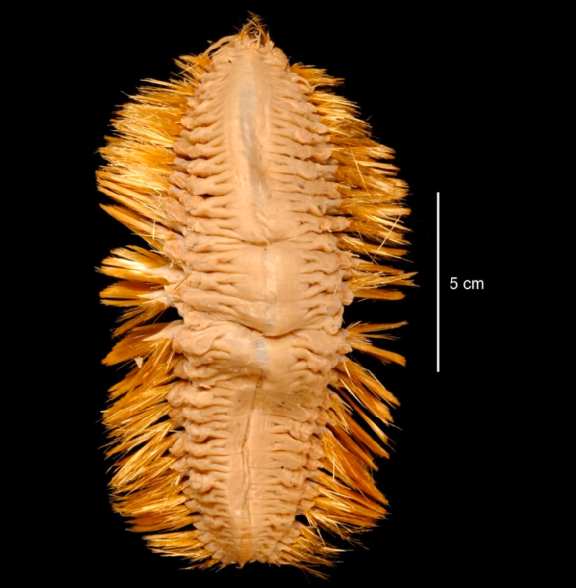 Antarctic scale worm against a black backdrop with a 5 centimeter line for size reference, Photo Credit: Ben G Thomas/Youtube