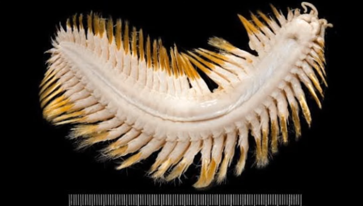 Antarctic scale worm against a black backdrop, Photo Credit: Ben G Thomas/Youtube