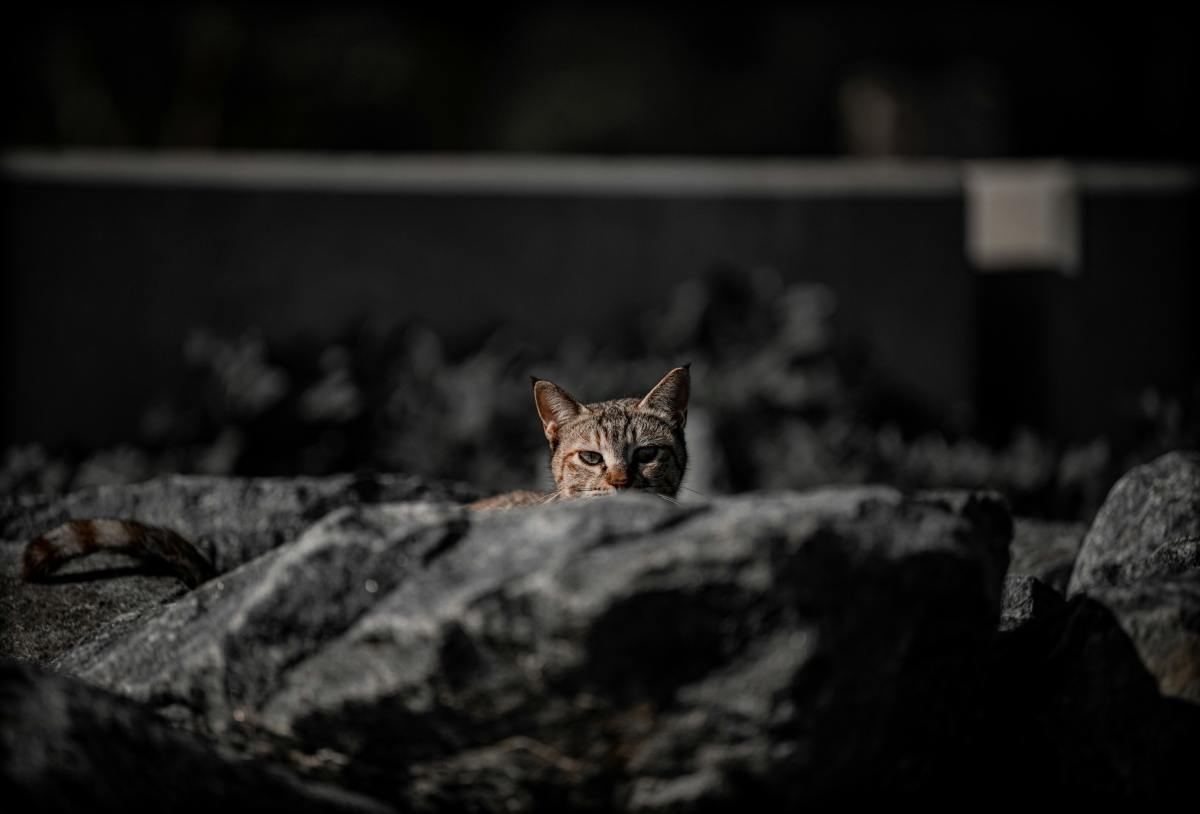 A cat among rocks (for illustrative purposes), Photo Credit: Pexels