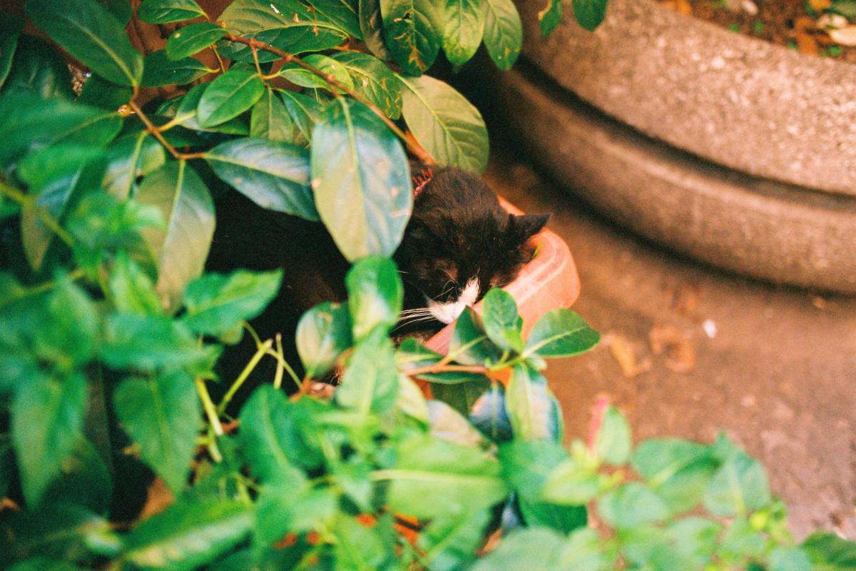 A cat napping among plants (for illustrative purposes), Photo Credit: Pexels