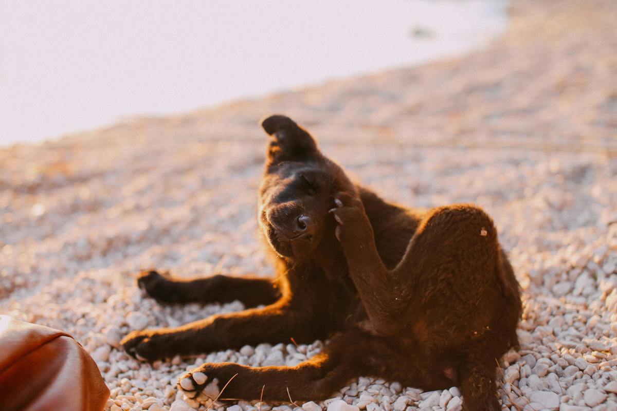 A dog scratching its head on a rocky beach, Photo Credit: Pexels