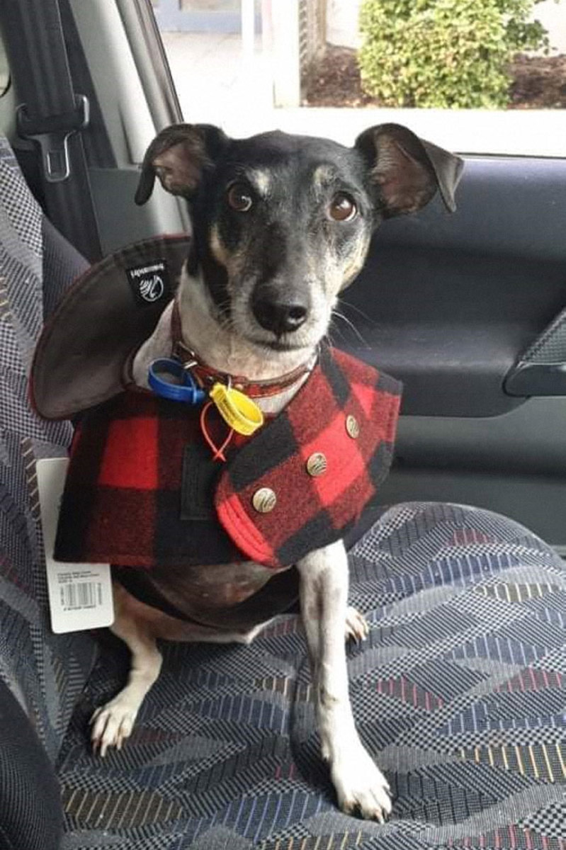 The three-legged dog wearing a red plaid coat sits in a car, Photo Credit: Reddit