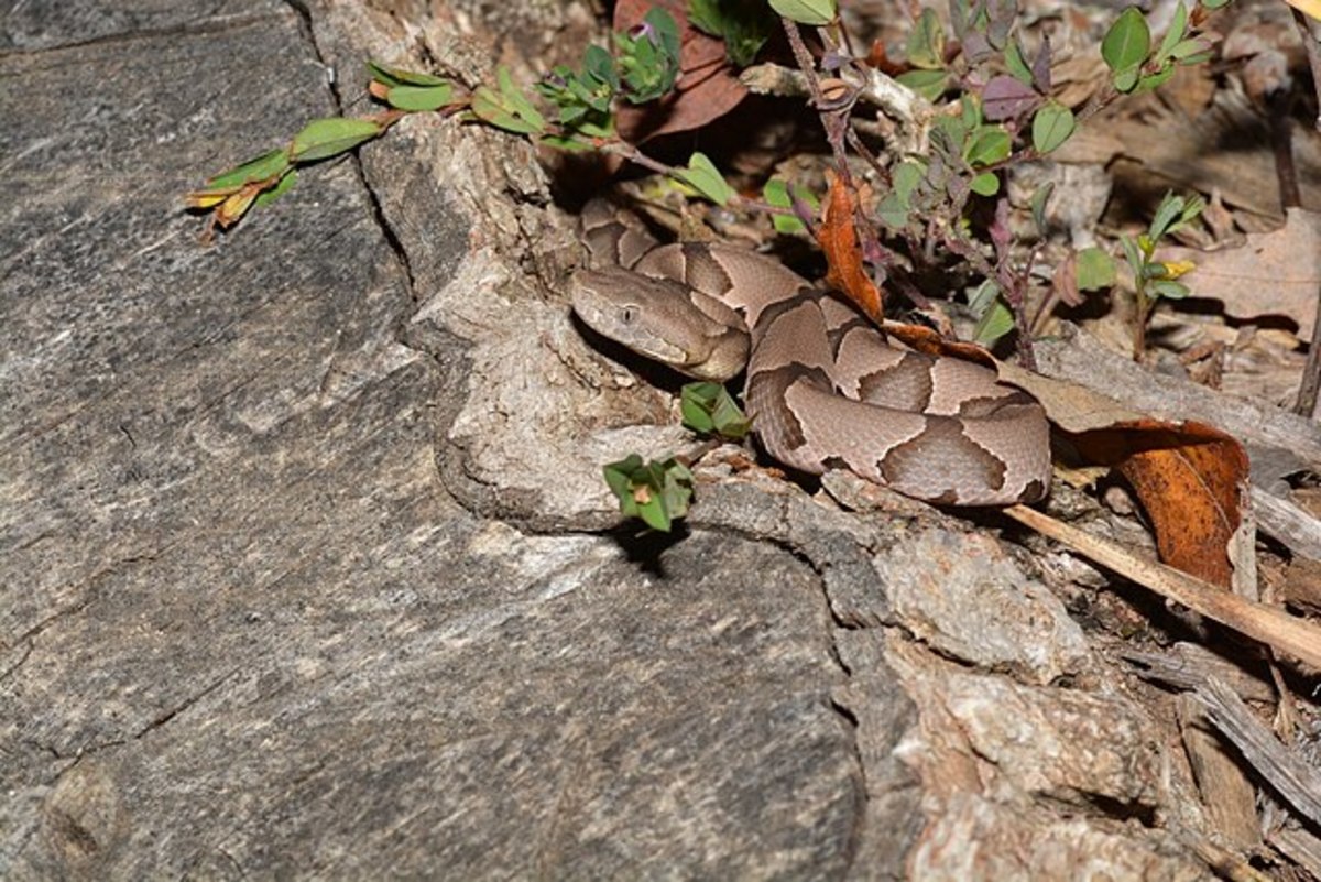 A copperhead snake on the ground, Photo Credit: Wikimedia