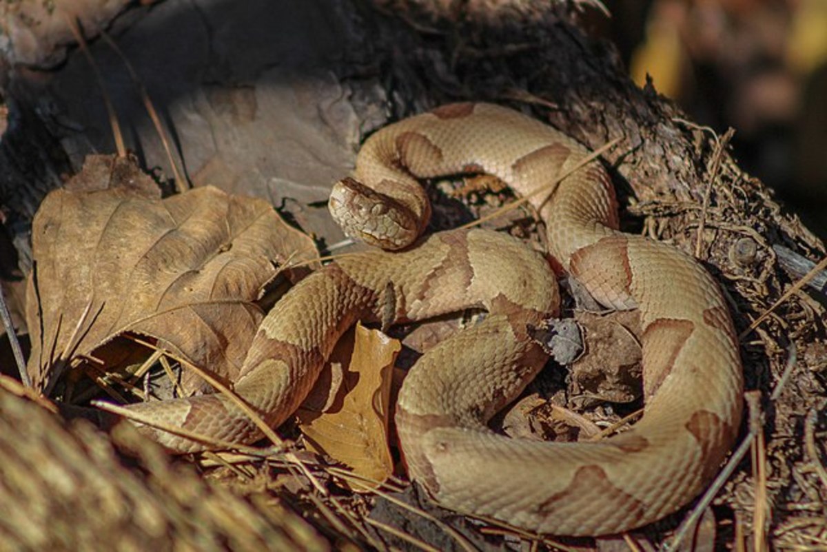 A close up of tan colored copperhead snake, Photo Credit: Wikimedia