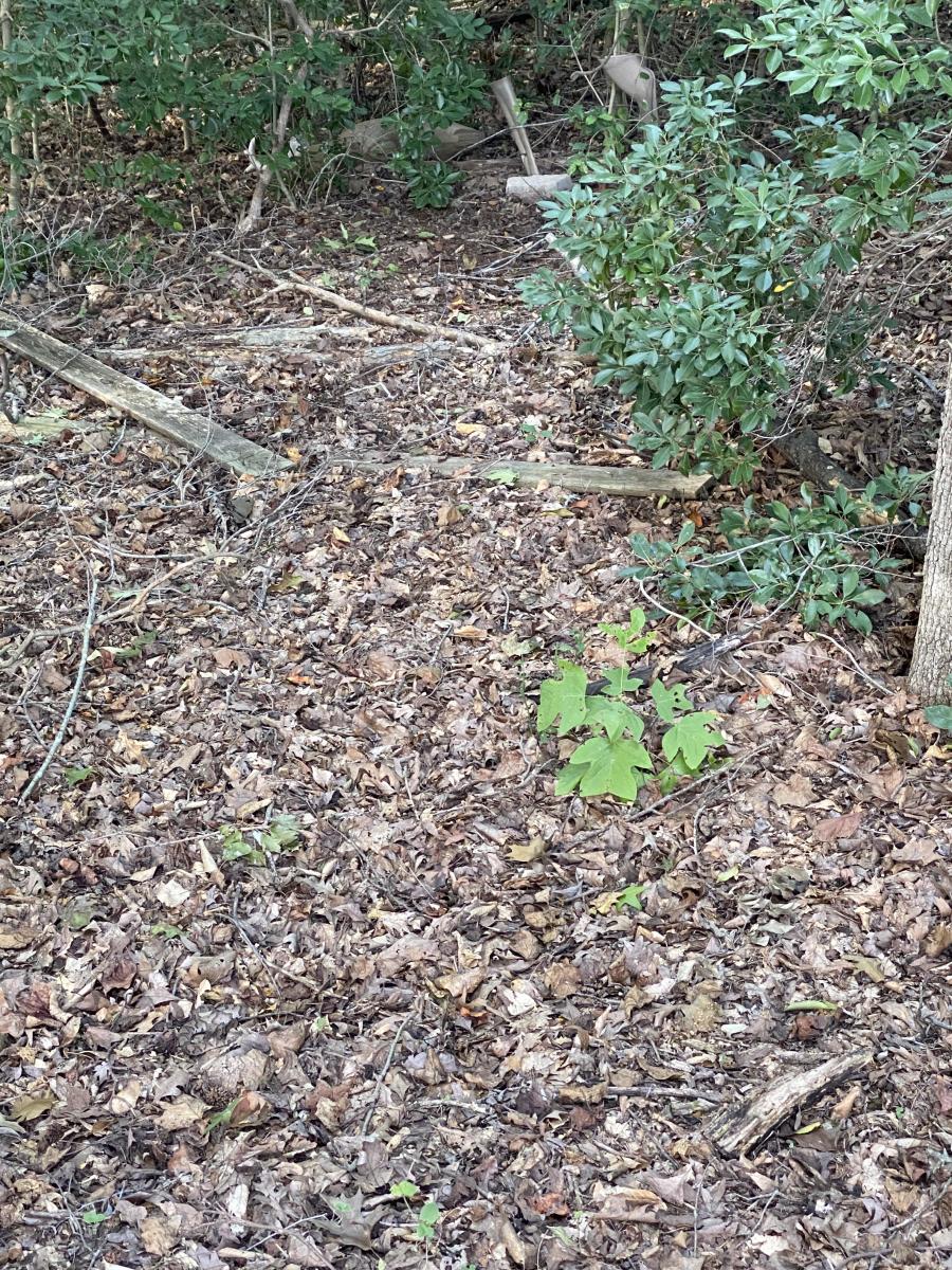 A snake hiding on the forest ground, Photo Credit: Reddit