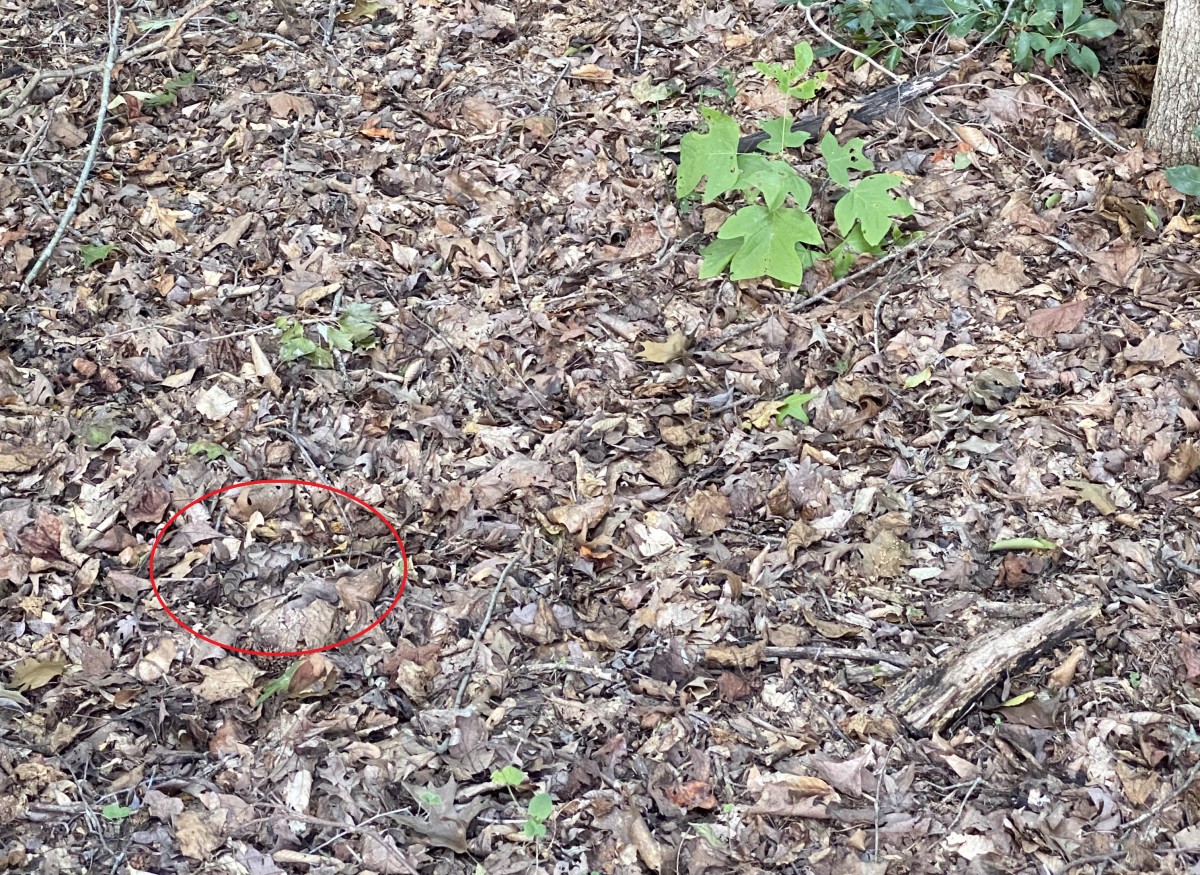 A snake hiding on the forest ground, Photo Credit: Reddit