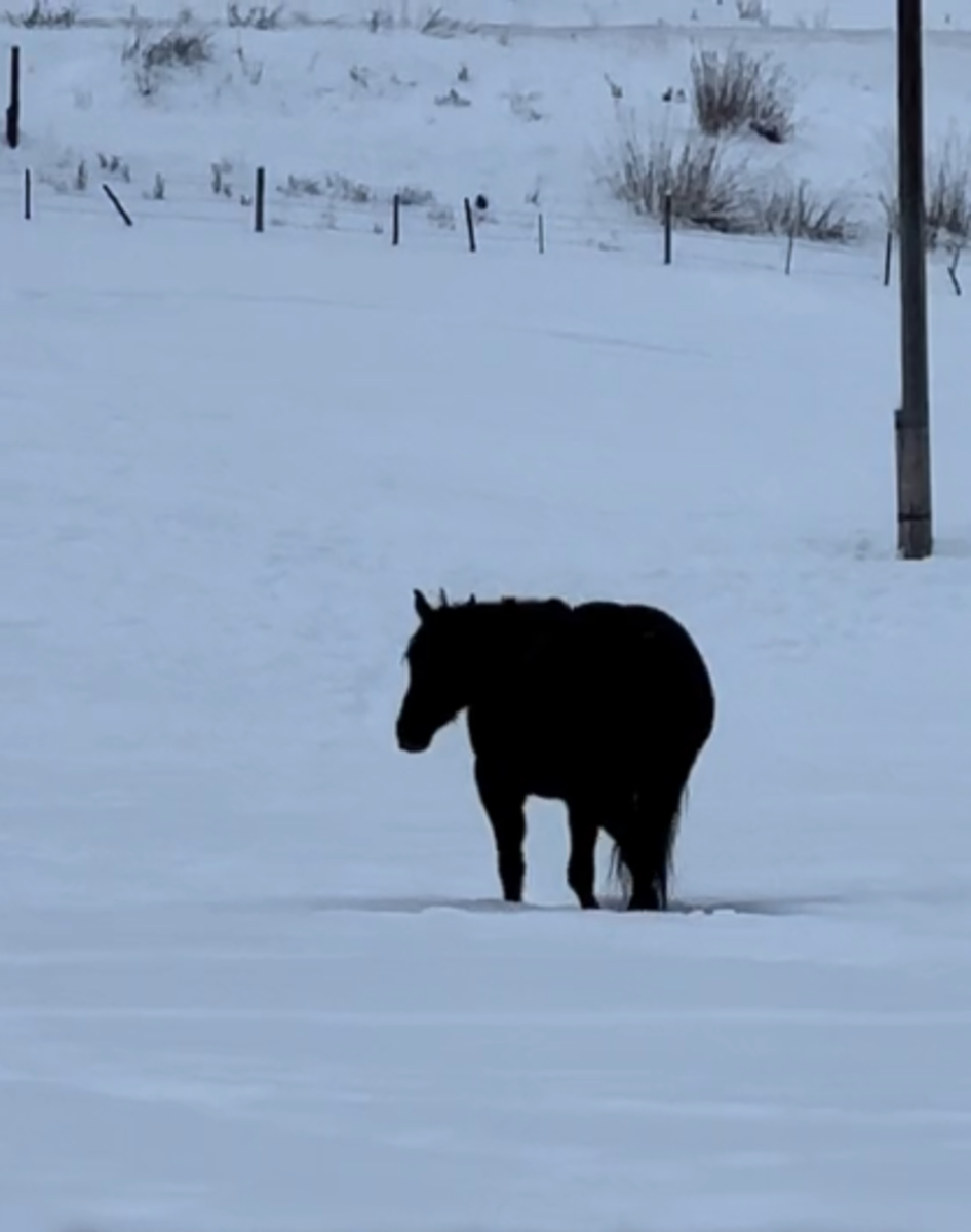 A black horse walking on snow ground, Photo Credit: rudniktheroan/Tiktok