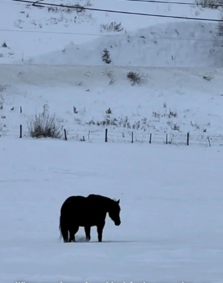 A black horse walking on snow ground, Photo Credit: rudniktheroan/Tiktok